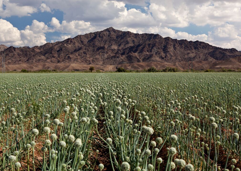#6 (lowest): Onions and leeks